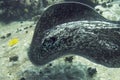 A black-blotched stingray rises from the bottom. Close-up Royalty Free Stock Photo