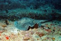 Black-blotched Stingray Royalty Free Stock Photo