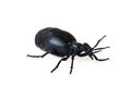 Black blue beetle or Oil beetle Meloe proscarabaeus Royalty Free Stock Photo