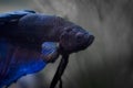 Black and Blue Beta Fish