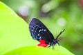 black and blue butterfly in Florida