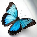 Black and blue butterfly on white background Royalty Free Stock Photo
