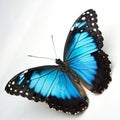 Black and blue butterfly on white background Royalty Free Stock Photo