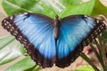 A black blue butterfly on a leaf