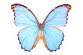 Black and blue butterfly Morpho didius isolated Royalty Free Stock Photo
