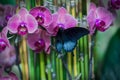 A black blue butterfly on a orchids