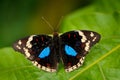 Black and blue butterfly sitting on the green leave in the forest. Beautiful butterfly Blue Pansy, Junonia oenone, insect in the n Royalty Free Stock Photo