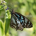 Black and blue butterfly sitting on green leaves