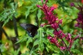 Black and Blue Butterfy (Rhopalocera)