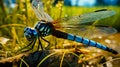 Black blue dragonfly close up. Deep blue dragonfly sits on the grass dragonfly in nature habitat. Insect dragonfly close up macro