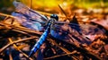 Black blue dragonfly close up. Deep blue dragonfly sits on the grass dragonfly in nature habitat. Insect dragonfly close up macro