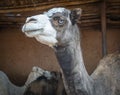 Black blue eye starring Camel in Morocco, Africa.