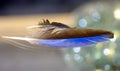 Black and blue feather with bokeh behind
