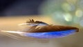 Black and blue feather floating in front of some lights