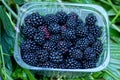 Black blue fresh blackberries in a plastic box stands on green leaves