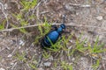 Black-blue oil beetle in Austria Royalty Free Stock Photo