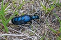 Black-blue oil beetle in Austria Royalty Free Stock Photo