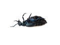 Black blue oil beetle lying on the back isolated on white Royalty Free Stock Photo