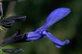 Black and blue salvia or blue Anise Sage flower. Royalty Free Stock Photo