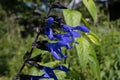 Black and blue salvia or blue Anise Sage flower in the early morning sunlight. Royalty Free Stock Photo