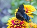 Black and Blue Spicebush Swallowtail Butterfly on flower Royalty Free Stock Photo