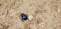 Black or blue spring beetle walk on sand.