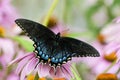 Black and Blue Swallowtail Butterfly on flower Royalty Free Stock Photo