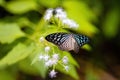 Black Blue tiger butterfly flying Royalty Free Stock Photo