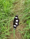 Black blue and white butterfly green grass nature Royalty Free Stock Photo