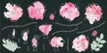 Black Board Background. Watercolor Wild Rose Pink Flower. Dog Rose, Briar Leaf. Botanical Painting. Realistic Hand Drawn