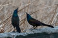 Black boat-tailed grackle perched on wood with a blurred background Royalty Free Stock Photo