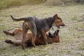 Black bodeguero dog playing with basque shepherd sheepdog, one on top of the other in dominance games. happiness Royalty Free Stock Photo