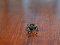 Black bold jumping spider looking off to the side Royalty Free Stock Photo