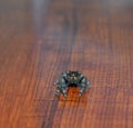 Black bold jumping spider looking at you Royalty Free Stock Photo