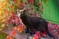 Black Bombay cat in autumn colorful leaves