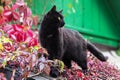 Black bombay cat on house roof outdoor in autumn nature with fall colorful ivy leaves background Royalty Free Stock Photo