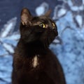 Black Bombay cat with a little speck on the chest Royalty Free Stock Photo