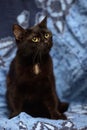 Black Bombay cat with a little speck on the chest Royalty Free Stock Photo