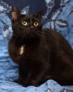 Black Bombay cat with a little speck on the chest Royalty Free Stock Photo