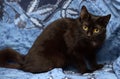 Black Bombay cat with a little speck on the chest Royalty Free Stock Photo