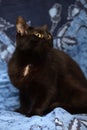 Black Bombay cat with a little speck on the chest Royalty Free Stock Photo