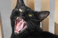 Black Bombay cat with mouth wide open