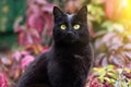 Black bombay cat portrait close up in autumn nature in sunlight, on fall ivy colorful leaves background Royalty Free Stock Photo