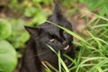 Black bombay cat portrait eat grass outdoor in nature close up Royalty Free Stock Photo