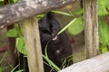 Black bombay cat portrait eat green grass outdoor in nature in garden close up Royalty Free Stock Photo