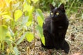 Black bombay cat portrait with yellow eyes in green grass in sunlight. Spring, summer Royalty Free Stock Photo