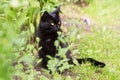 Black bombay cat portrait with yellow eyes in profile sit outdoors in nature in spring summer garden Royalty Free Stock Photo