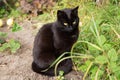 Black bombay cat portrait with yellow eyes sit outdoors in nature in spring summer garden Royalty Free Stock Photo
