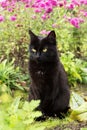 Black bombay cat portrait with yellow eyes sit outdoors in nature in spring summer garden with pink flowers Royalty Free Stock Photo