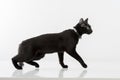 Black Bombay Cat Standing on the White Background. Looking Away